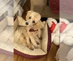Small #1 Poodle (Toy)