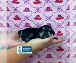 Small Photo #3 Schnauzer (Miniature) Puppy For Sale in WINNSBORO, LA, USA