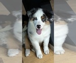 Puppy Puppy 3 Dakota Australian Shepherd