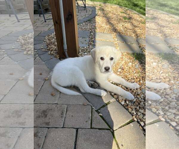 Medium Photo #2 Labrenees Puppy For Sale in Holly Springs, NC, USA