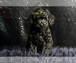 Small Photo #4 Poodle (Miniature) Puppy For Sale in WARSAW, IN, USA
