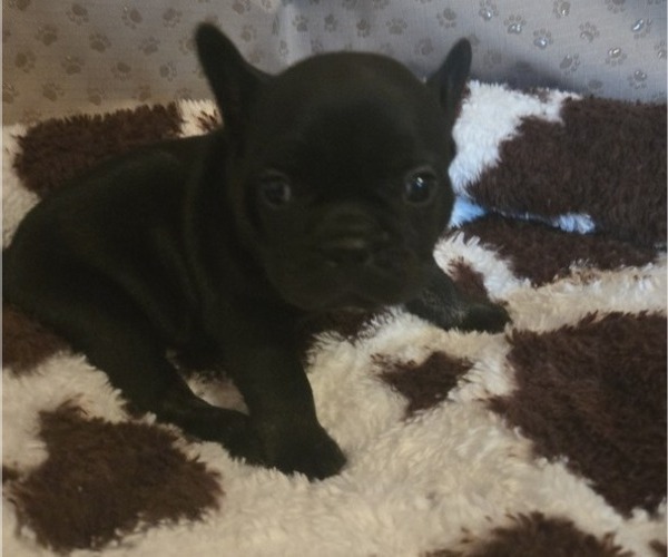 Medium Photo #2 French Bulldog Puppy For Sale in COLUMBUS, GA, USA