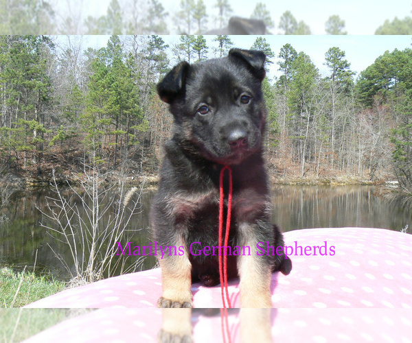 Medium Photo #1 German Shepherd Dog Puppy For Sale in PIEDMONT, MO, USA