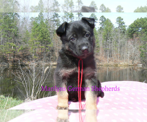 German Shepherd Dog Puppy for sale in PIEDMONT, MO, USA