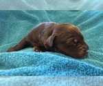 Small Photo #2 Labrador Retriever Puppy For Sale in EUSTACE, TX, USA