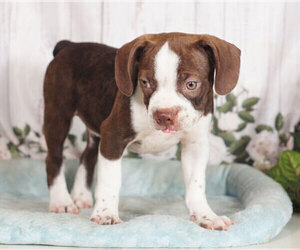 Boglen Terrier Puppy for sale in PENNS CREEK, PA, USA
