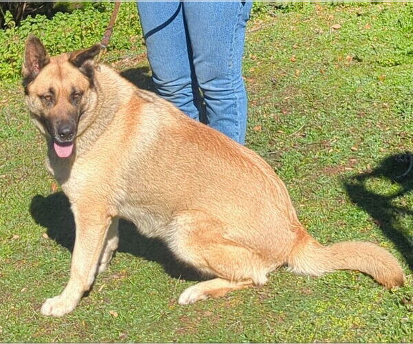 Medium Photo #9 German Shepherd Dog-Unknown Mix Puppy For Sale in San Diego, CA, USA