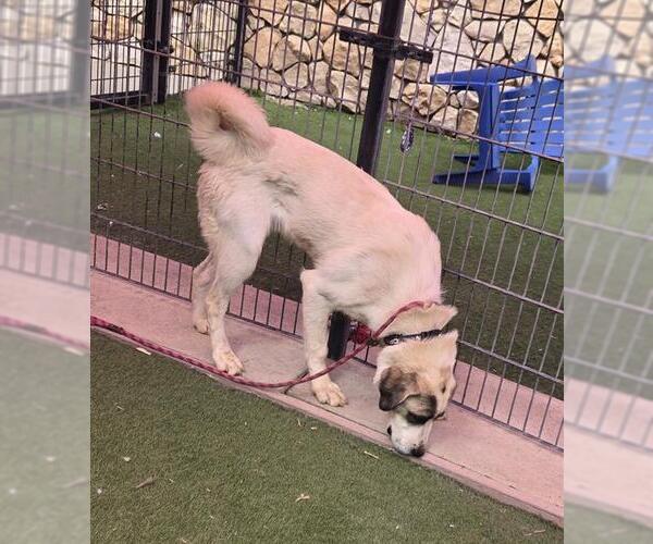 Medium Photo #1 Anatolian Shepherd-Unknown Mix Puppy For Sale in Sacramento, CA, USA