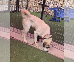 Anatolian Shepherd-Unknown Mix Dogs for adoption in Sacramento, CA, USA