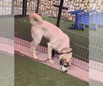 Small Anatolian Shepherd Mix