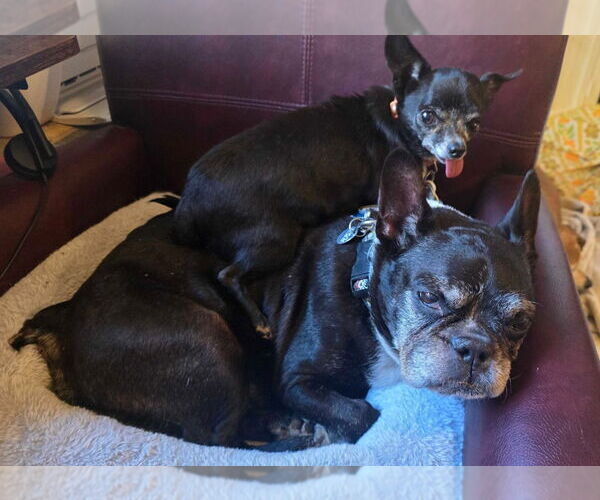 Medium Photo #4 Boston Terrier Puppy For Sale in Salt Lake City, UT, USA