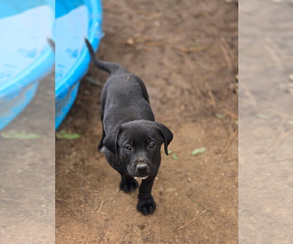 Medium Photo #2 Labrador Retriever-Unknown Mix Puppy For Sale in Kannapolis, NC, USA