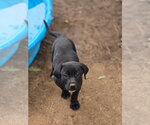 Small #1 Labrador Retriever Mix