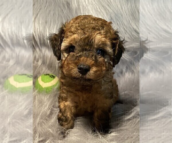 Medium Photo #18 Poodle (Toy) Puppy For Sale in BAY HARBOR IS, FL, USA