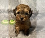 Small #17 Poodle (Toy)