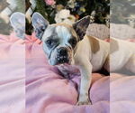 Small #1 French Bulldog