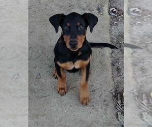 Doberman Pinscher Dogs for adoption in Minneaoplis, MN, USA