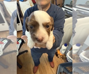 Dachshund Puppy for sale in ASHLAND, NE, USA