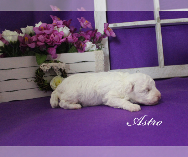 Medium Photo #4 Poodle (Toy) Puppy For Sale in CHANUTE, KS, USA