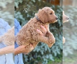 Small Photo #7 Goldendoodle-Poodle (Standard) Mix Puppy For Sale in WEST ALEXANDRIA, OH, USA