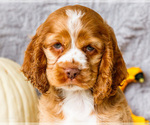 Small Photo #3 Cocker Spaniel Puppy For Sale in WAKARUSA, IN, USA