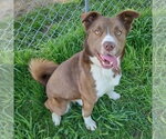 Small #4 Chocolate Labrador retriever-Siberian Husky Mix