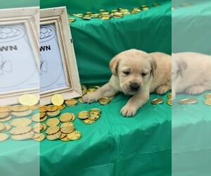 Labrador Retriever Puppy for sale in MAYSVILLE, GA, USA