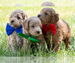 Small #3 Goldendoodle (Miniature)