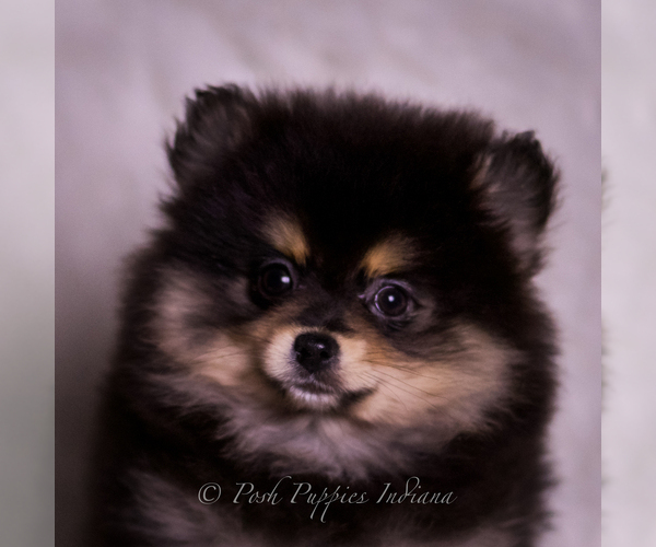 Medium Photo #113 Pomeranian Puppy For Sale in WARSAW, IN, USA