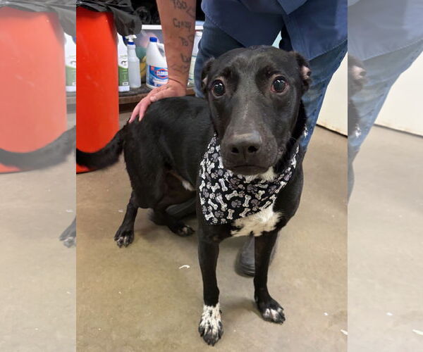 Medium Photo #3 Labrador Retriever-Unknown Mix Puppy For Sale in Amarillo, TX, USA