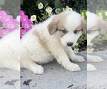 Small #2 Great Pyrenees