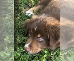 Small Photo #3 Australian Shepherd Puppy For Sale in MORROW, OH, USA