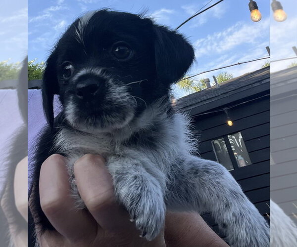 Medium Photo #1 Mutt Puppy For Sale in Dana Point, CA, USA