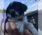 Small Mutt