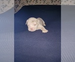 Small #7 Olde English Bulldogge