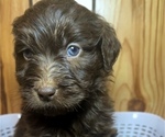 Puppy Marley Double Doodle