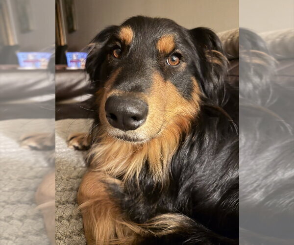 Medium Photo #4 Australian Shepherd-Unknown Mix Puppy For Sale in Brewster, NY, USA
