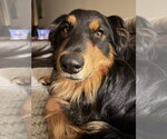 Small #3 Australian Shepherd Mix