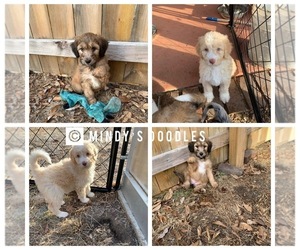 Aussie-Poo-Goldendoodle Mix Puppy for sale in HOLT, MO, USA