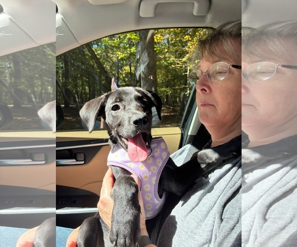 Medium Photo #1 Boston Terrier-Labrador Retriever Mix Puppy For Sale in Holly Springs, NC, USA