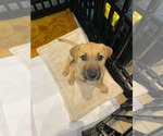 Small #3 Mutt