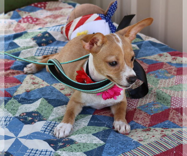 Medium Photo #3 Basenji Puppy For Sale in Bandera, TX, USA