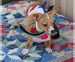 Small #2 Basenji