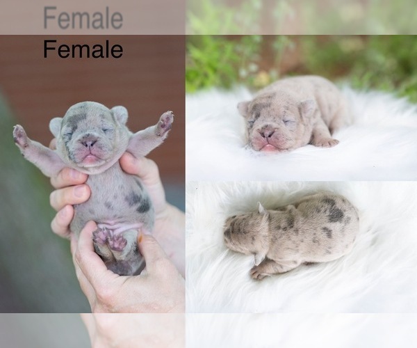 Medium Photo #1 French Bulldog Puppy For Sale in ROANOKE, IL, USA