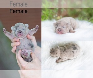 French Bulldog Puppy for sale in ROANOKE, IL, USA