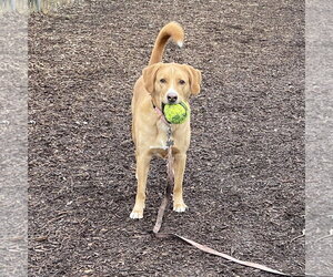 Sherlock - Male Labrenees Dog for Adoption - Photo #8