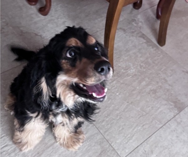 Medium Photo #4 Cocker Spaniel Puppy For Sale in WEST PALM BEACH, FL, USA