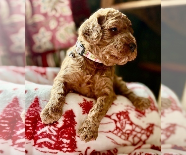 Medium Photo #2 Goldendoodle (Miniature) Puppy For Sale in SAINT MARYS, KS, USA