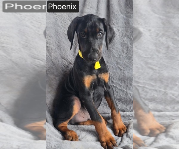 Medium Photo #2 Doberman Pinscher Puppy For Sale in POMEROY, OH, USA