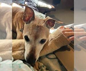 Meeko - Male Greyhound-Jack Russell Terrier Mix Dog for Adoption - Photo #5